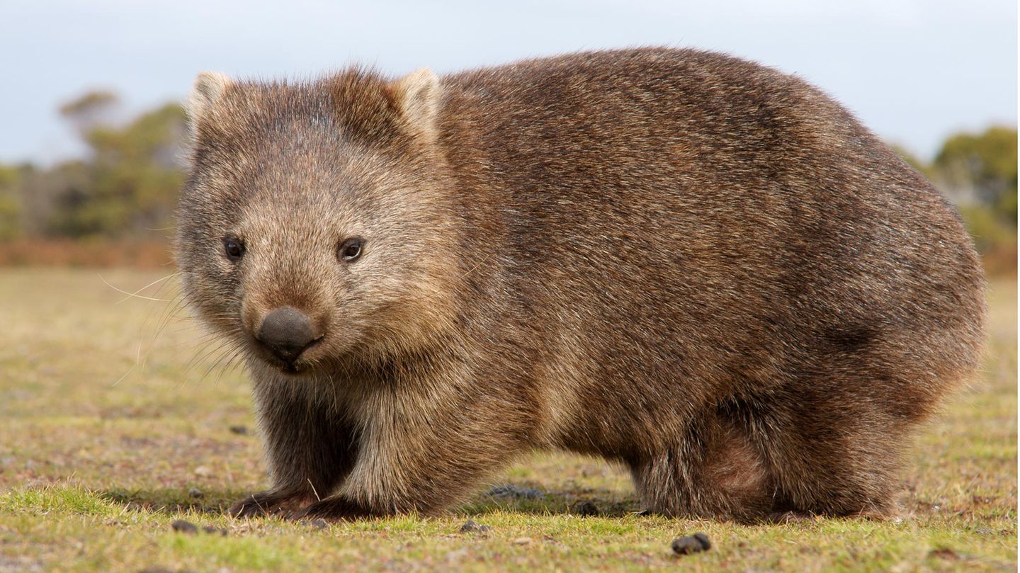 Ein Wombat in Australien: Wombats gehören wie Koalas oder Kängurus zu den Beuteltieren.