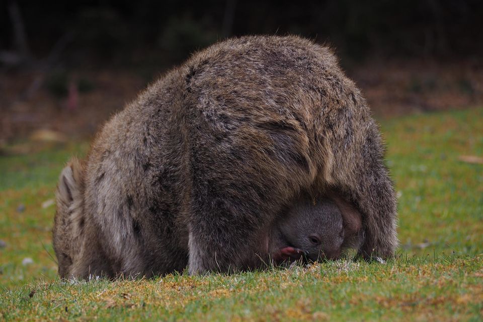 In Mamas Beutel kann es sich das Wombat-Baby so richtig gemütlich machen.