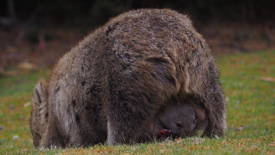 In Mamas Beutel kann es sich das Wombat-Baby so richtig gemütlich machen.