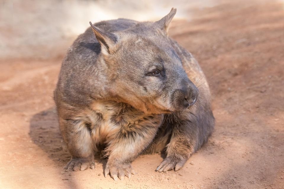 Ein Haarnasenwombat, zu erkennen an den spitzen Ohren.