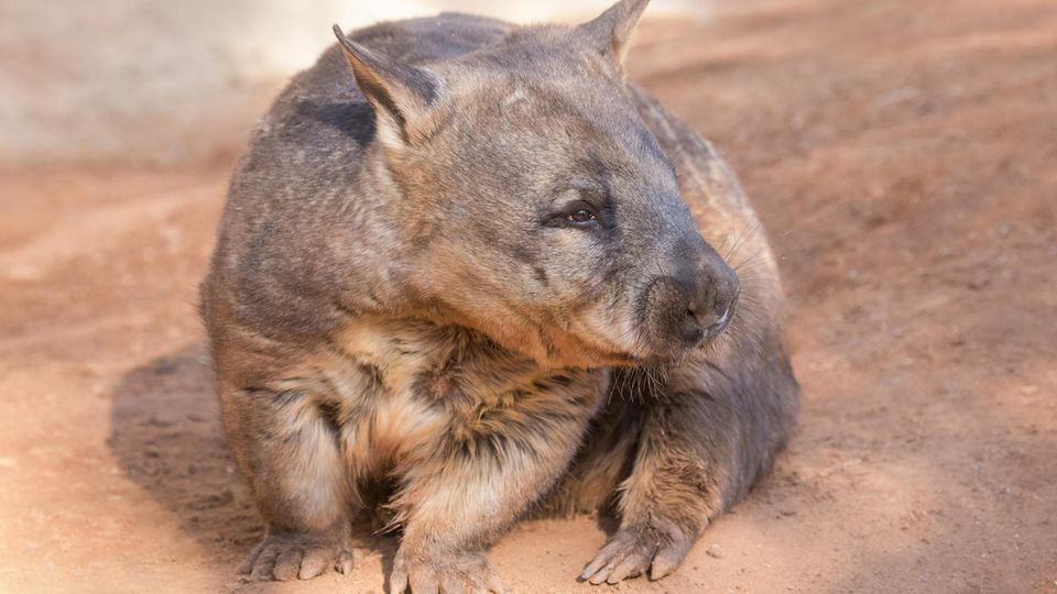 Ein Haarnasenwombat, zu erkennen an den spitzen Ohren.