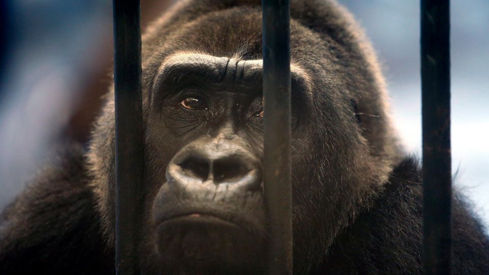 Der weibliche Gorilla Bua Noi (Little Lotus) blickt durch die Gitterstäbe seines Käfigs im Pata-Zoo im obersten Stockwerk eines Einkaufszentrums. (Archivfoto von 2015)