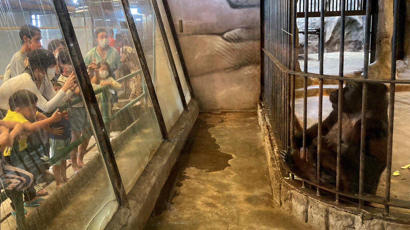 Besucher des Pata Zoo auf dem Dach eines Einkaufszentrums in Bangkok fotografieren im Oktober 2022 das Gorilla-Weibchen Bua Noi. Die Primatin lebt seit mehr als 30 Jahren in dem als "Höllen-Zoo" betitelten Zoo auf Betonboden ohne Tageslicht oder Natur. Sie ist Thailands einziger Gorilla.