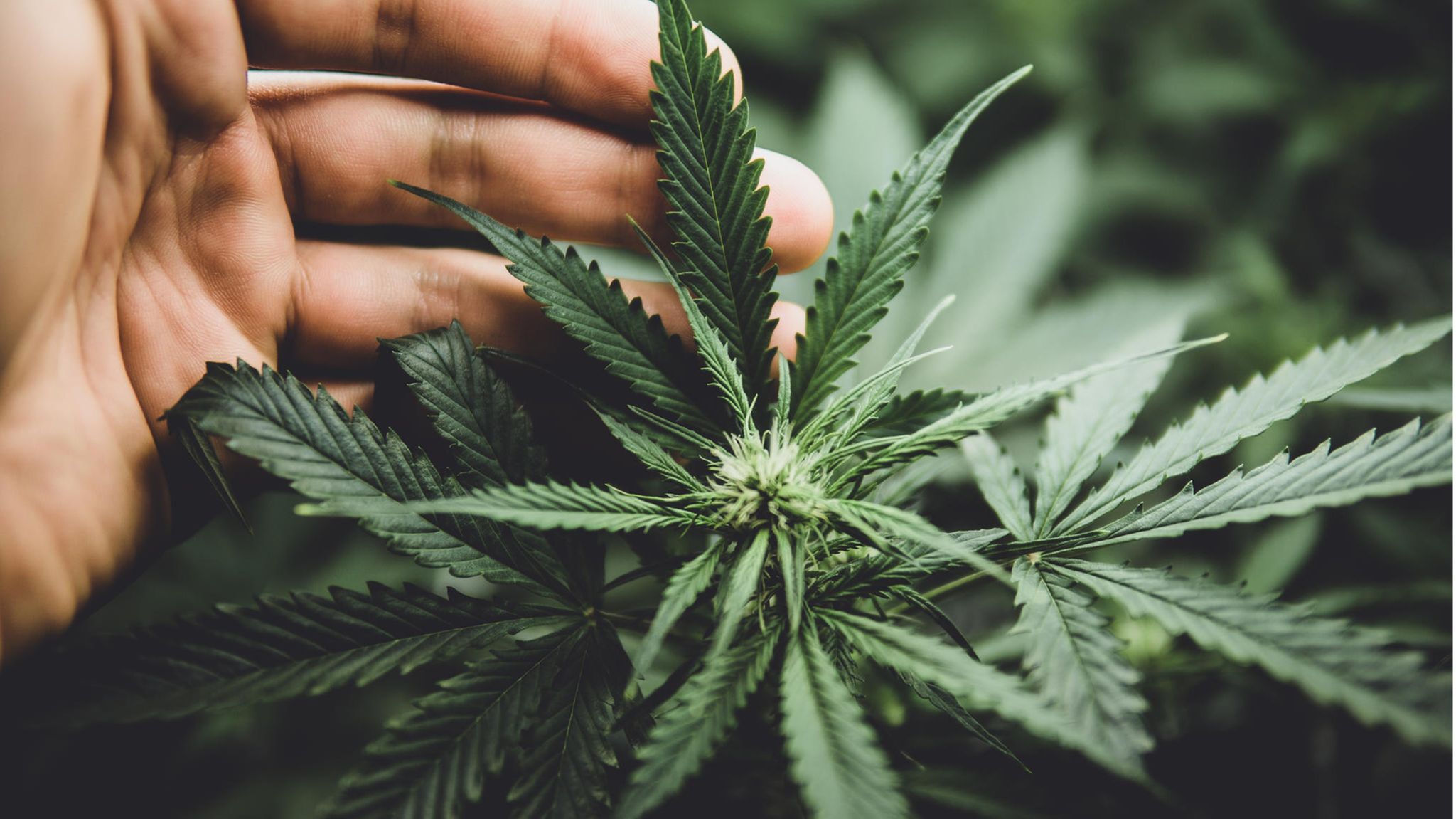 Schon jetzt, vor der Legalisierung von Cannabis, gibt es in Deutschland vermutlich etwa vier Millionen Menschen, die relativ regelmäßig konsumieren
