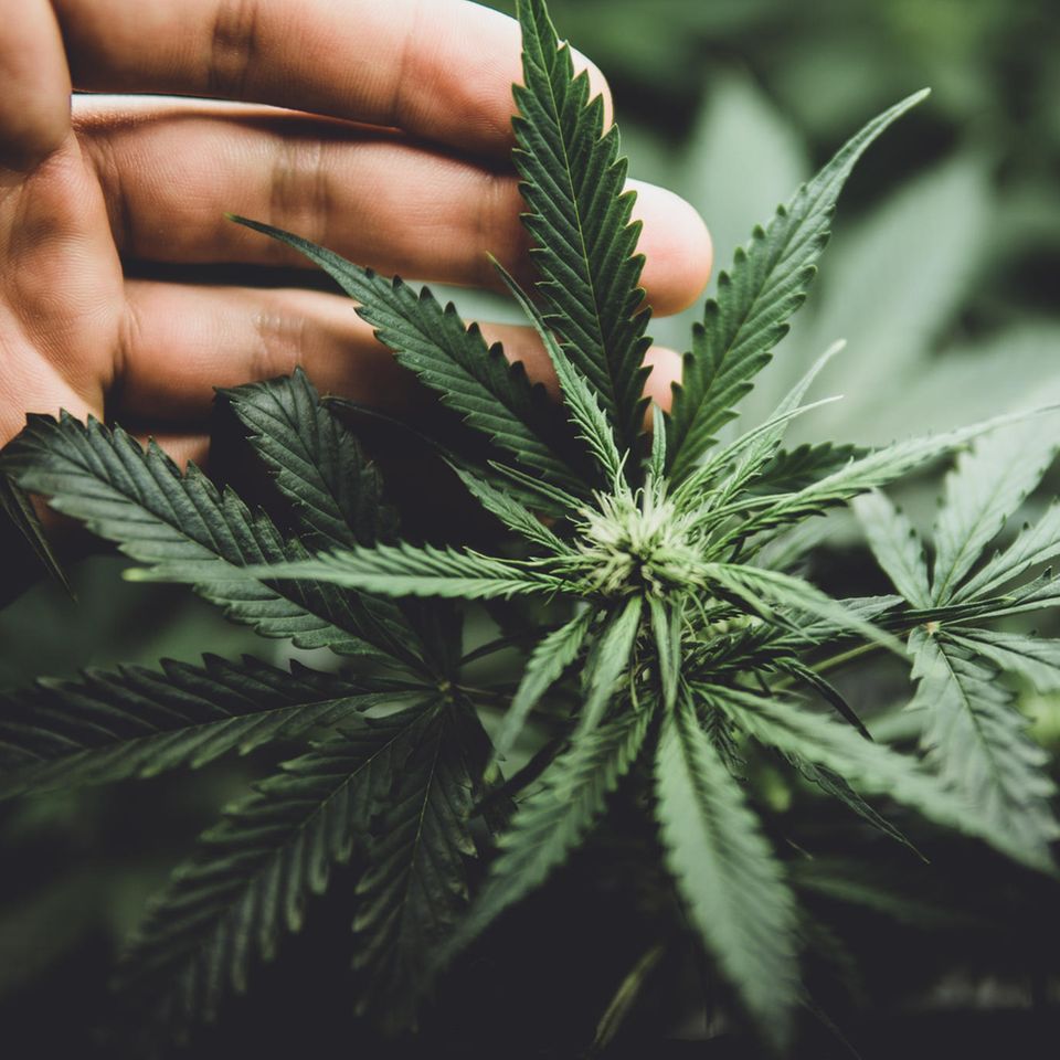 Schon jetzt, vor der Legalisierung von Cannabis, gibt es in Deutschland vermutlich etwa vier Millionen Menschen, die relativ regelmäßig konsumieren