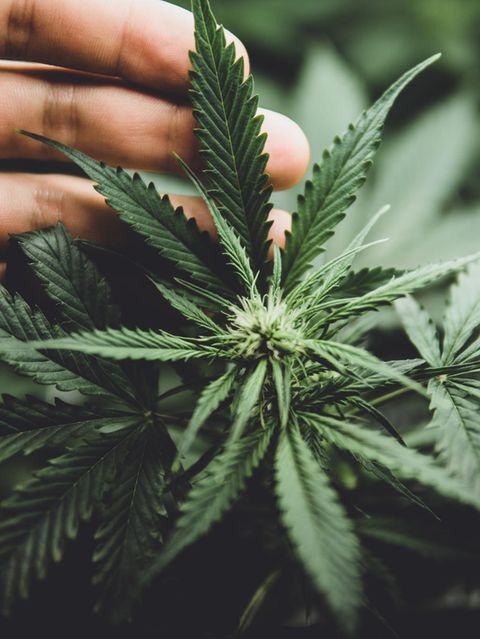 Schon jetzt, vor der Legalisierung von Cannabis, gibt es in Deutschland vermutlich etwa vier Millionen Menschen, die relativ regelmäßig konsumieren