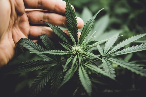 Schon jetzt, vor der Legalisierung von Cannabis, gibt es in Deutschland vermutlich etwa vier Millionen Menschen, die relativ regelmäßig konsumieren