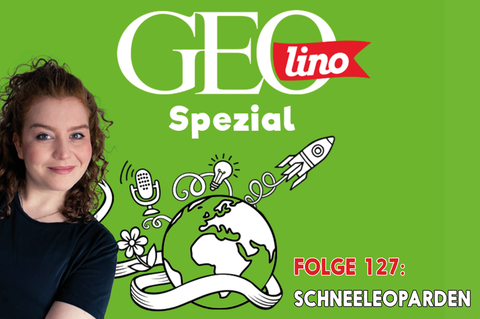 Das Thema in Folge 127 von GEOlino Spezial, unserem Podcast für Kinder - Schneeleoparden