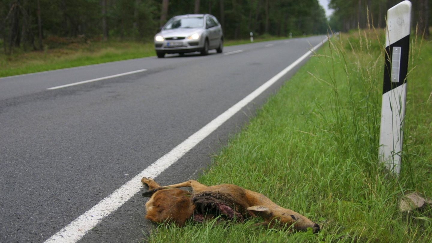 Gerade in der Dämmerung kommt es immer wieder zu Kollisionen von Autos und Rehen