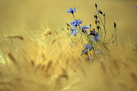 Unter den Klima-Verlierern: Kornblumen auf einem Getreidefeld