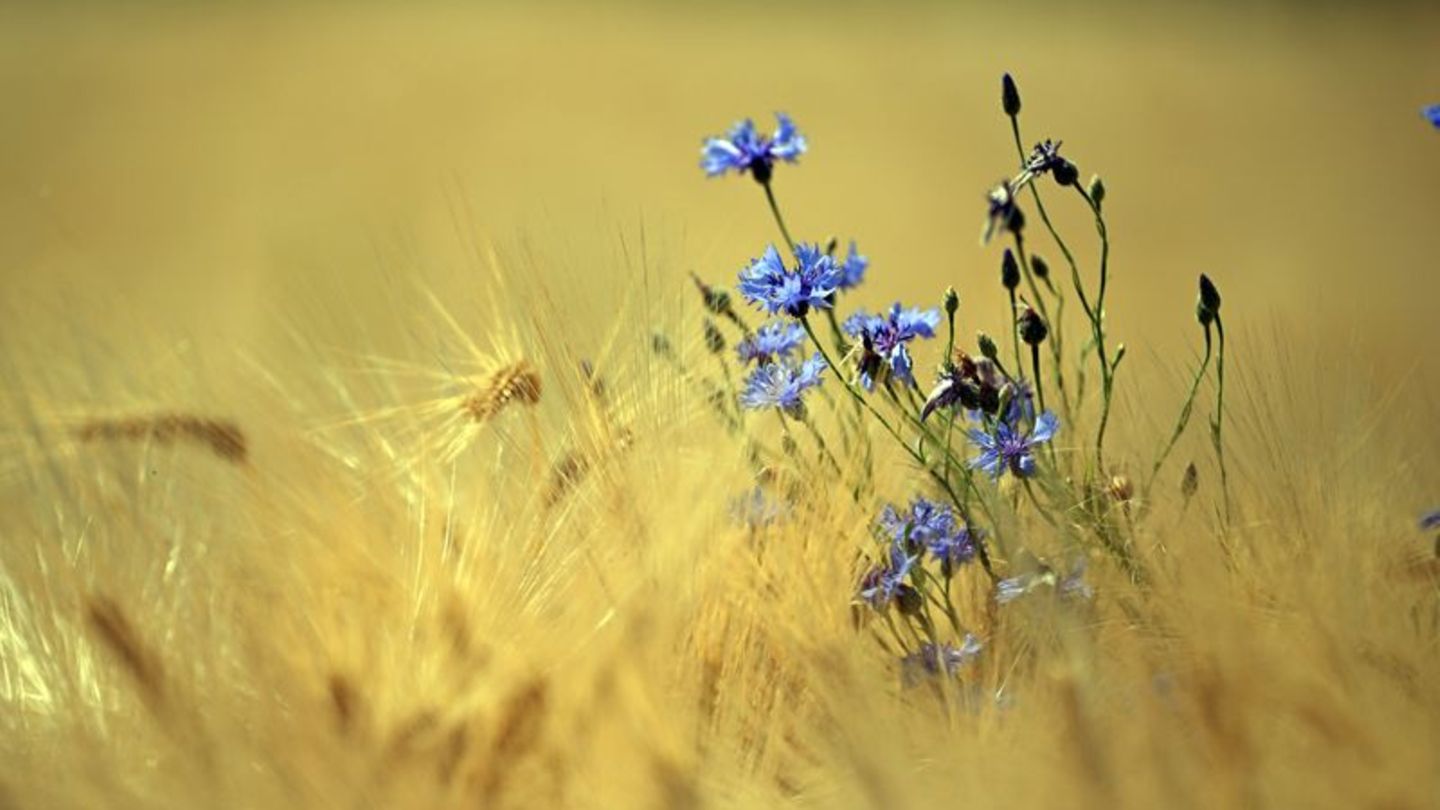 Unter den Klima-Verlierern: Kornblumen auf einem Getreidefeld
