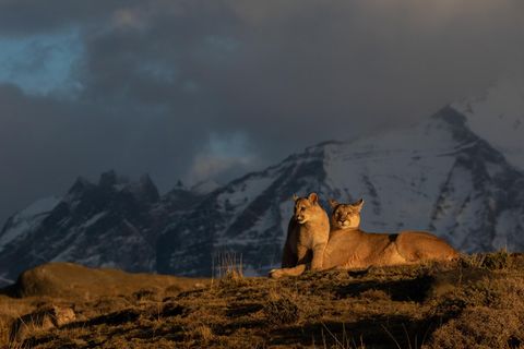 Eine Pumafamilie im Licht der frühen Sonne. Die Mutter ist auch jetzt immer wachsam 