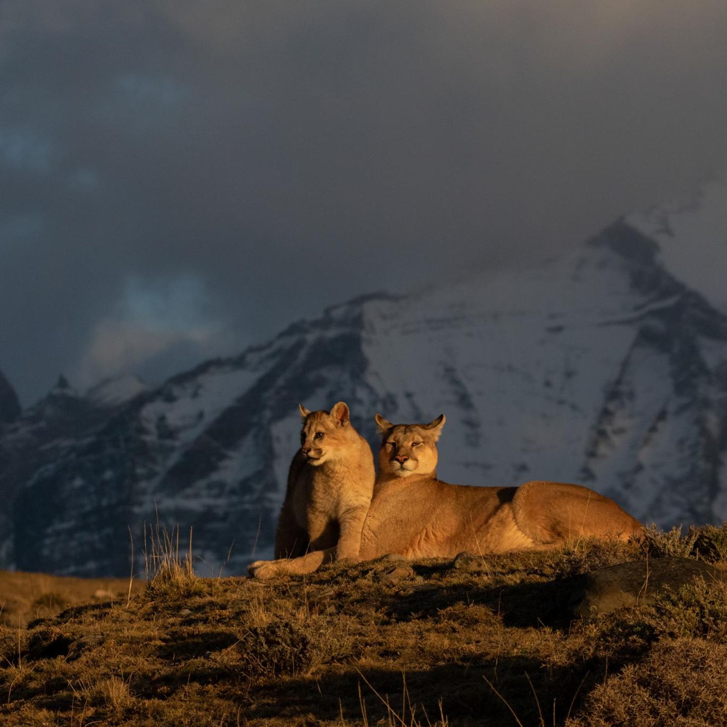 Eine Pumafamilie im Licht der frühen Sonne. Die Mutter ist auch jetzt immer wachsam 