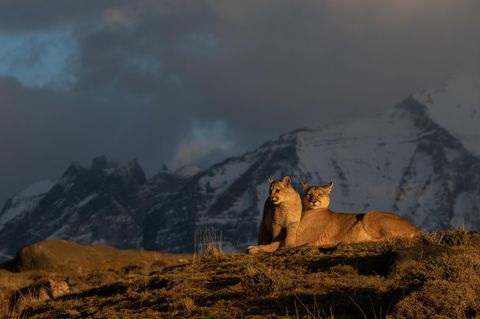 Eine Pumafamilie im Licht der frühen Sonne. Die Mutter ist auch jetzt immer wachsam 