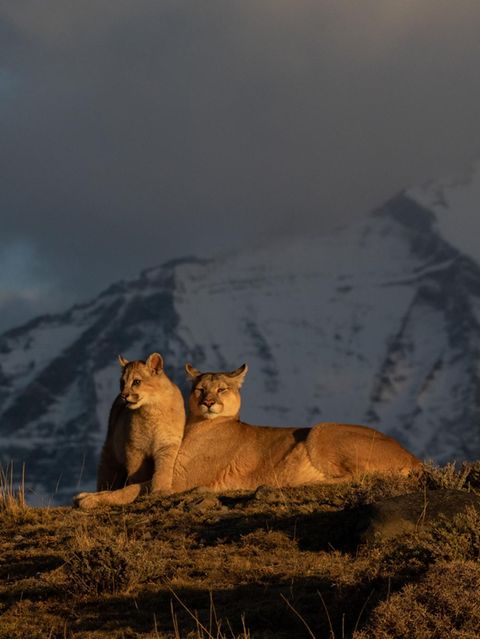 Eine Pumafamilie im Licht der frühen Sonne. Die Mutter ist auch jetzt immer wachsam 