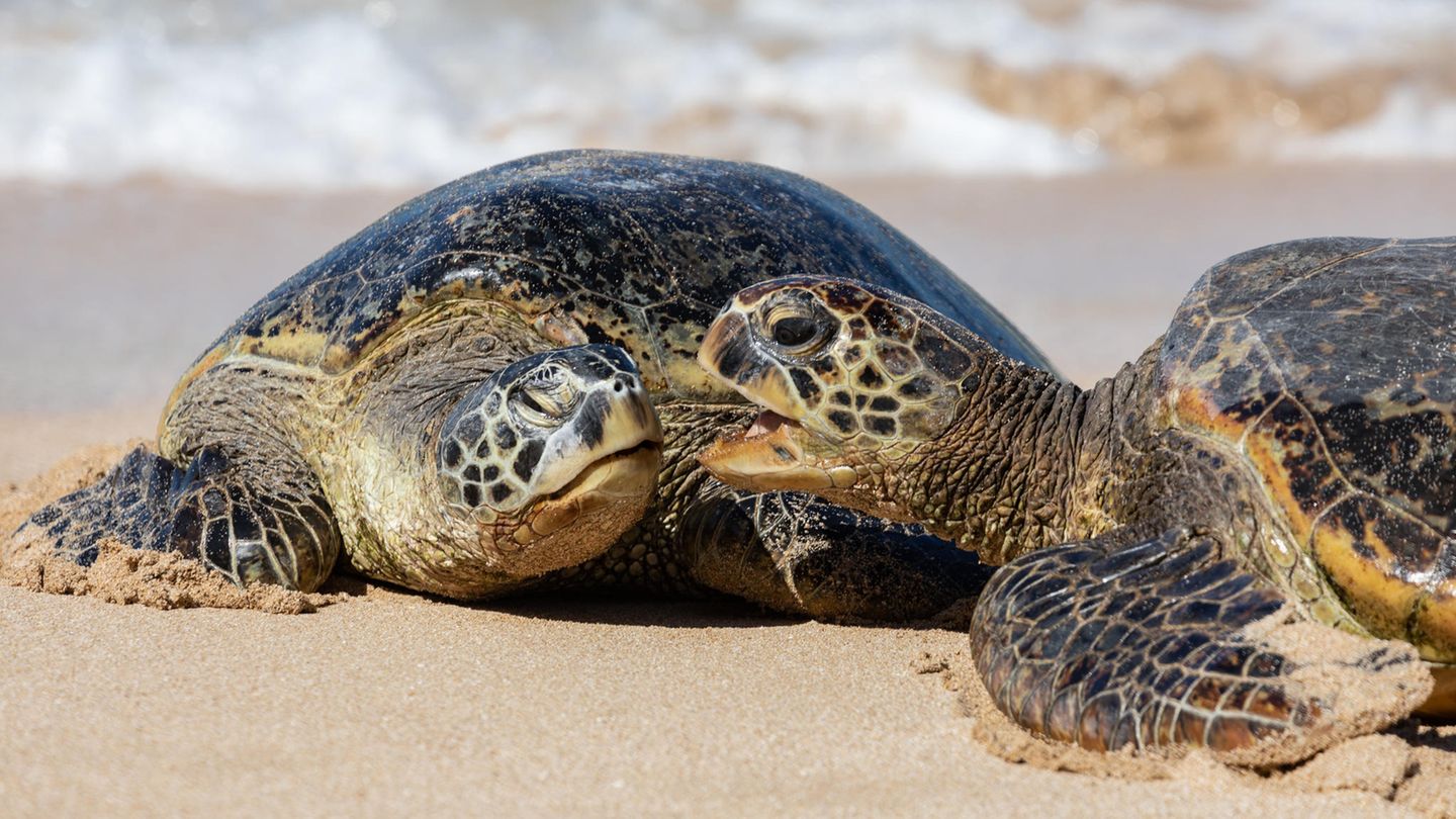 Viele Schildkröten-Spezies sind eloquenter als bislang angenommen