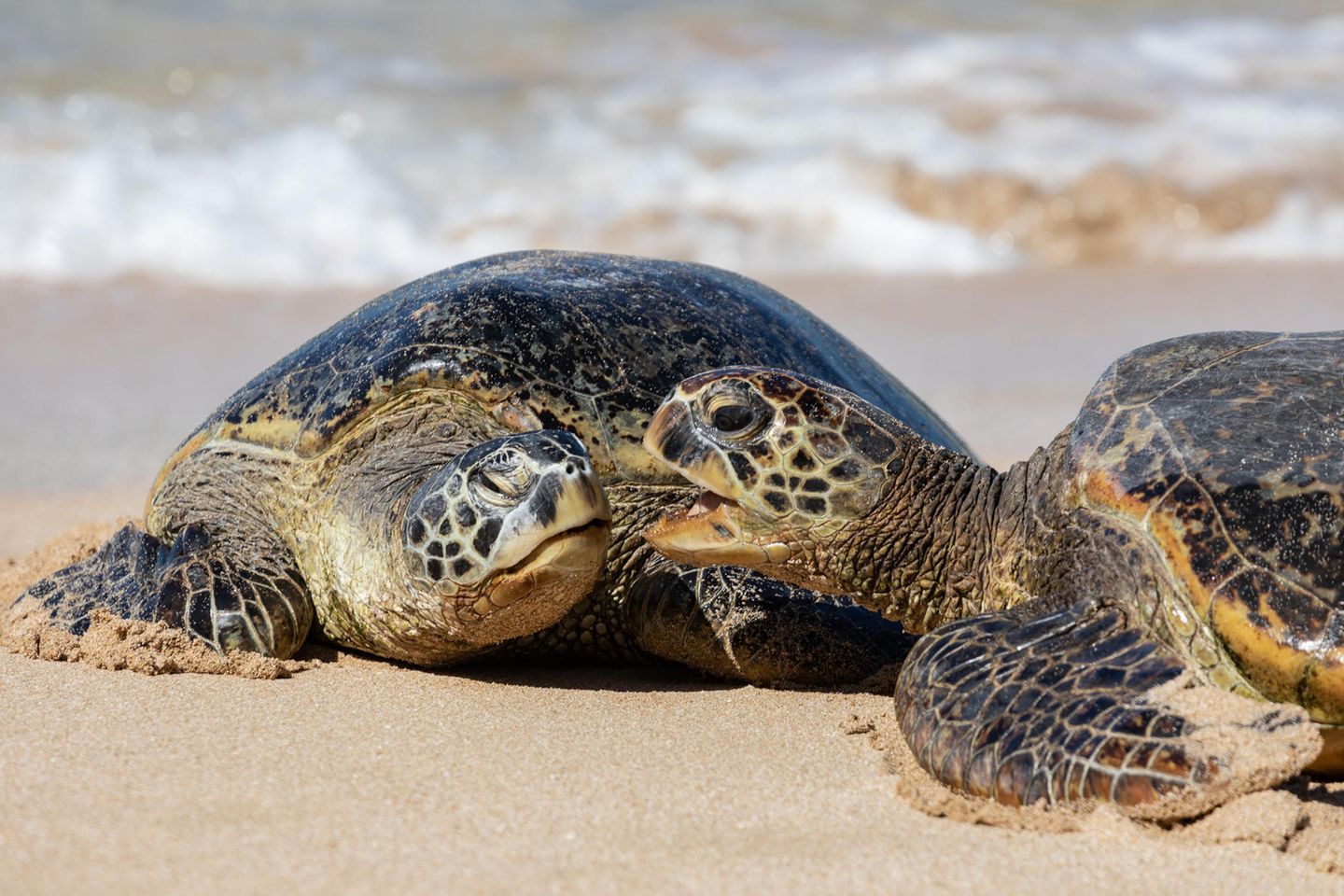 Viele Schildkröten-Spezies sind eloquenter als bislang angenommen