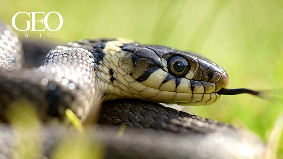 GEO WILD: Gefürchtet und verehrt: Welche Mythen über Schlangen wirklich stimmen