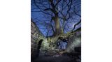 Ein Baum in der Nacht, der über einen Weg hinweg wächst