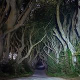 Buchenallee bei Nacht