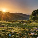 Beweideter Hain bei Sonnenuntergang