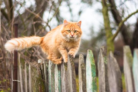 Niedlich eigensinnig: Mal sind sie zutraulich und anschmiegsam, dann wieder unnahbar und eigenwillig: Katzen vereinen vieles in sich, was widersprüchlich erscheint – und sind vielleicht gerade deshalb so beliebt. In Deutschland leben zwölf Millionen von ihnen