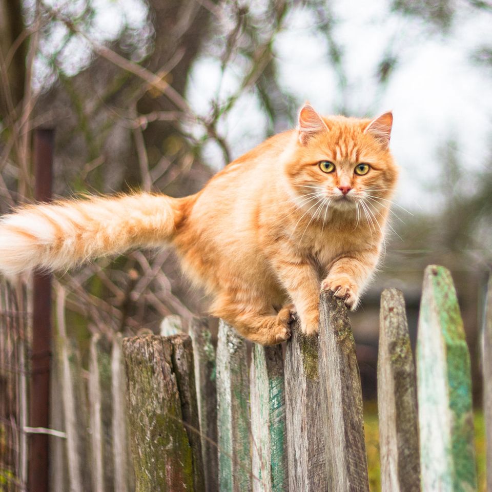 Niedlich eigensinnig: Mal sind sie zutraulich und anschmiegsam, dann wieder unnahbar und eigenwillig: Katzen vereinen vieles in sich, was widersprüchlich erscheint – und sind vielleicht gerade deshalb so beliebt. In Deutschland leben zwölf Millionen von ihnen