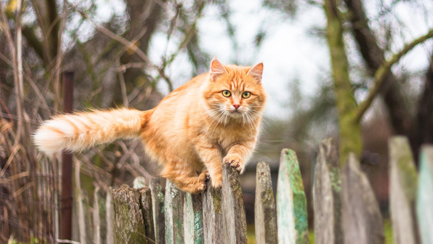 Verschmust und wild: Wie wir Katzen besser verstehen können - [GEO]