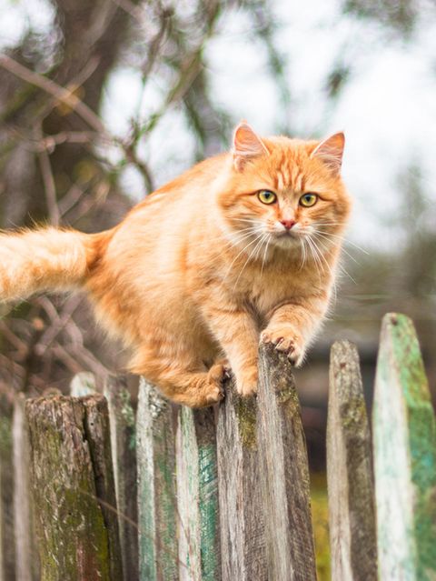 Niedlich eigensinnig: Mal sind sie zutraulich und anschmiegsam, dann wieder unnahbar und eigenwillig: Katzen vereinen vieles in sich, was widersprüchlich erscheint – und sind vielleicht gerade deshalb so beliebt. In Deutschland leben zwölf Millionen von ihnen