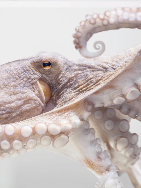 Kein Knochen stabilisiert den Krakenkörper; wie in der menschlichen Zunge übernehmen Muskeln die stützende Rolle. Das hat Vorteile: Oktopusse schieben sich in Gänze durch Öffnungen, die wenig größer sind als ihre Augen