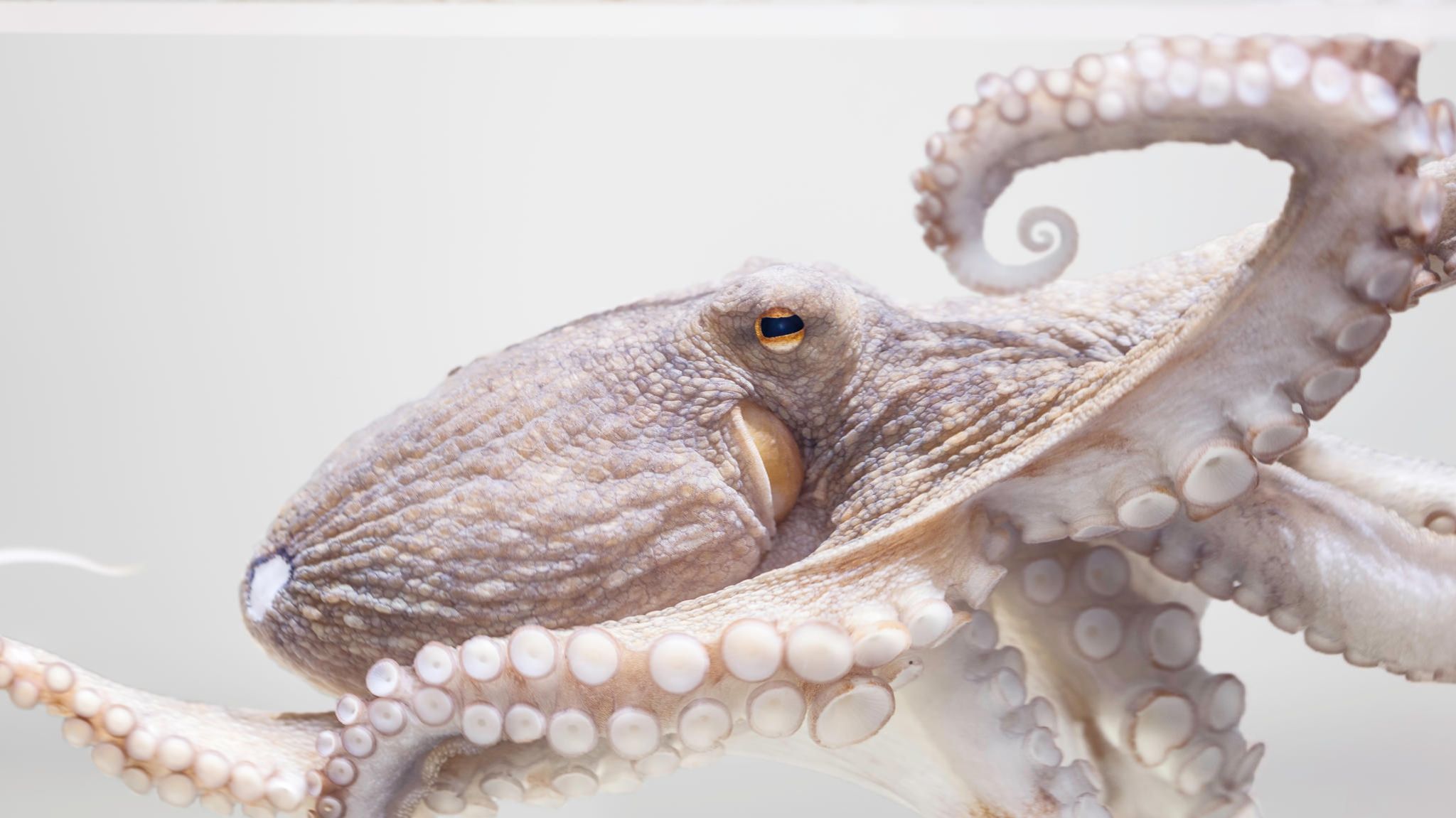 Kein Knochen stabilisiert den Krakenkörper; wie in der menschlichen Zunge übernehmen Muskeln die stützende Rolle. Das hat Vorteile: Oktopusse schieben sich in Gänze durch Öffnungen, die wenig größer sind als ihre Augen