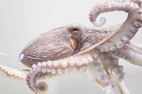 Kein Knochen stabilisiert den Krakenkörper; wie in der menschlichen Zunge übernehmen Muskeln die stützende Rolle. Das hat Vorteile: Oktopusse schieben sich in Gänze durch Öffnungen, die wenig größer sind als ihre Augen