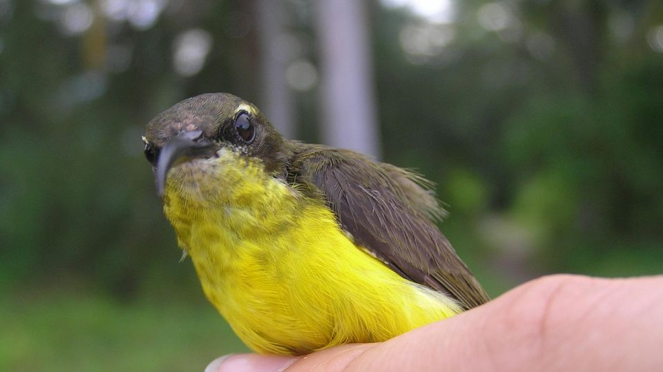 Weiblicher Wakatobi-Nektarvogel mit seiner leuchtend gelber Brust Weiblicher Wakatobi-Nektarvogel mit seiner leuchtend gelber Brust