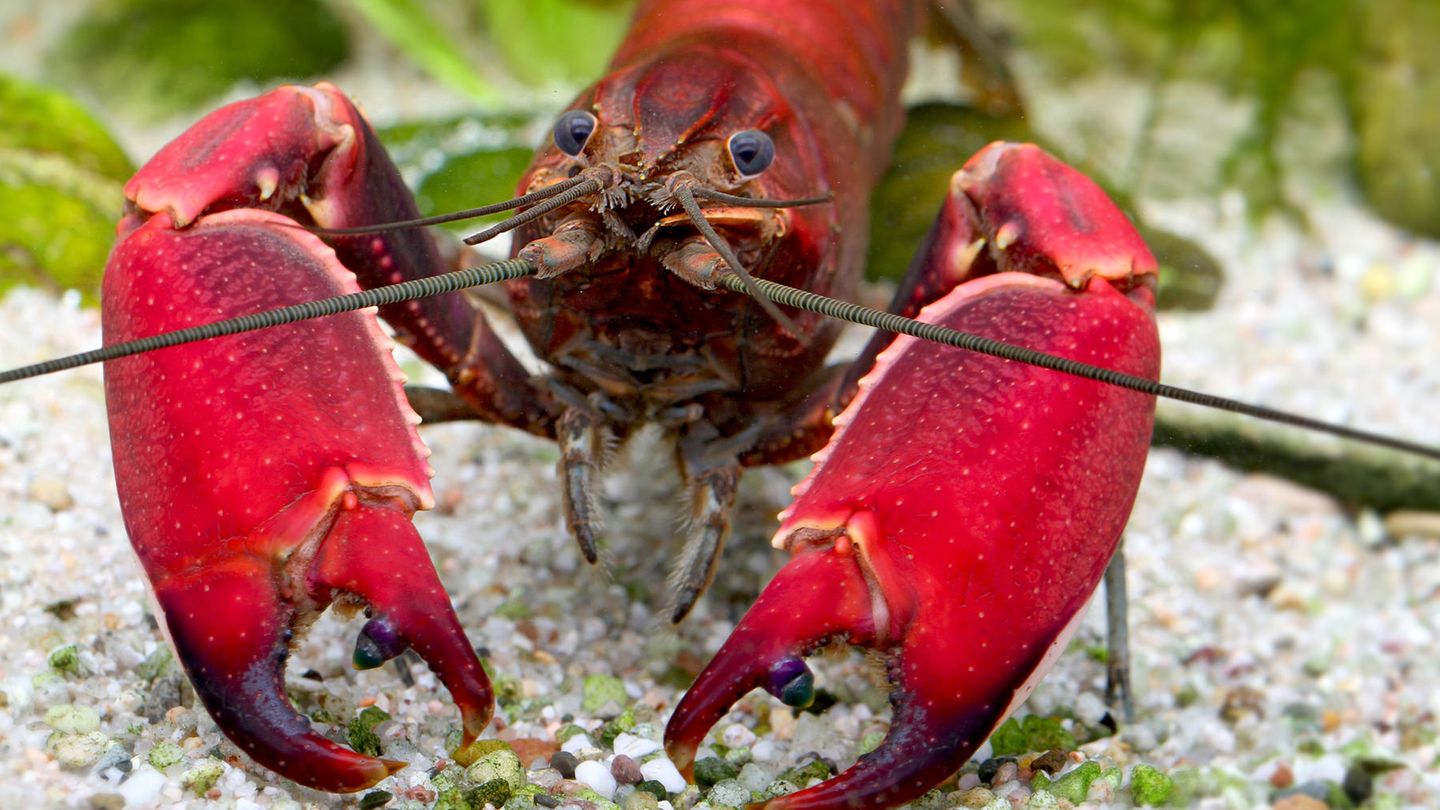 Zoologie: Die neu entdeckte Krebsart Cherax wagenknechtae trägt künftig den Namen der Linken-Politikerin Sahra Wagenknecht Die neu entdeckte Krebsart Cherax wagenknechtae trägt künftig den Namen der Linken-Politikerin Sahra Wagenknecht
