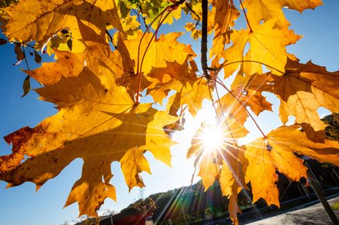 Der Oktober in Deutschland war in diesem Jahr nicht nur "golden" – sondern zugleich auch einer der wärmsten seit Aufzeichnungsbeginn
