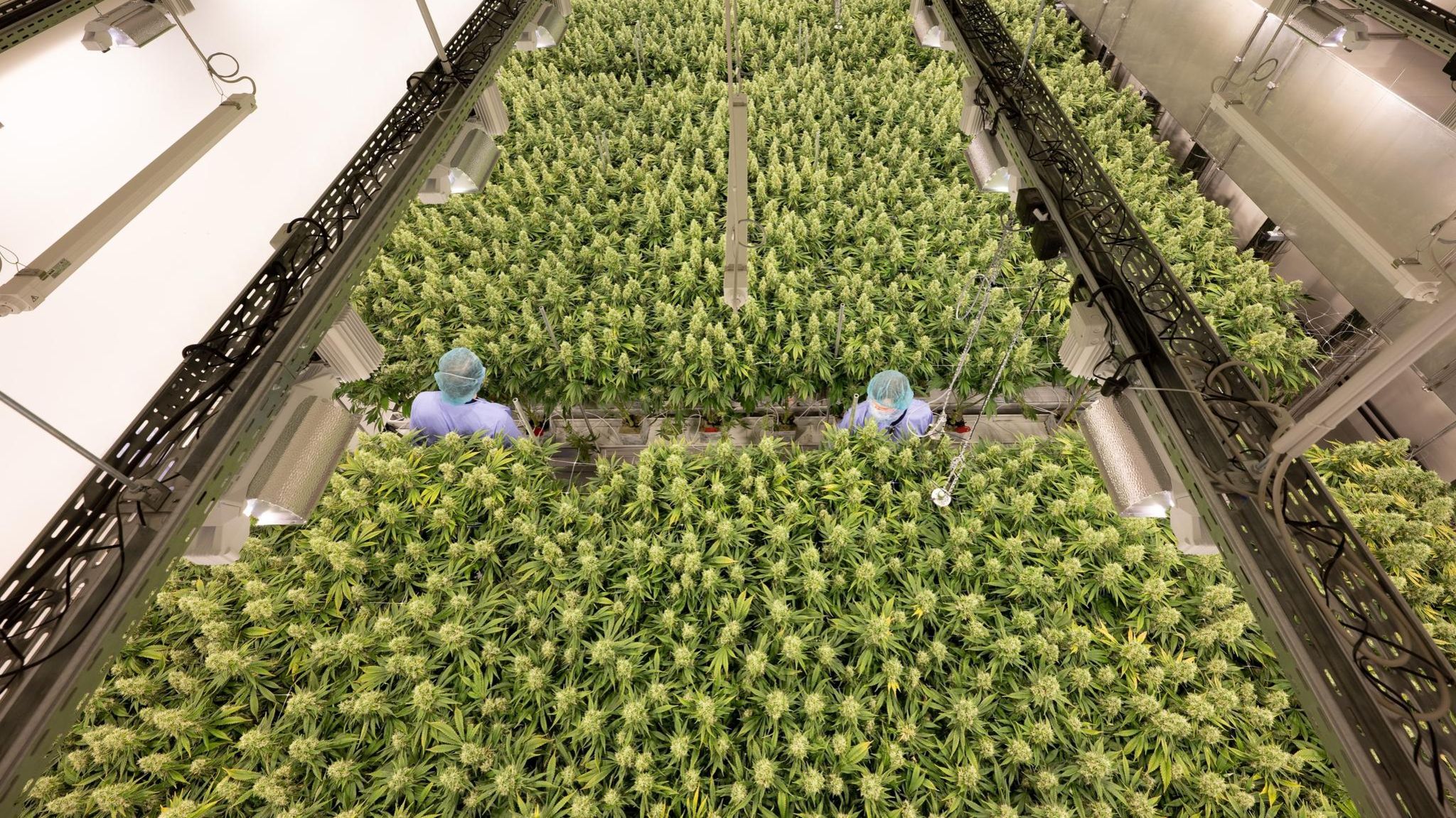 Auf Wachstumskurs: Beim deutschen Hersteller Demecan sprießt medizinisches Cannabis unter streng kontrollierten Bedingungen