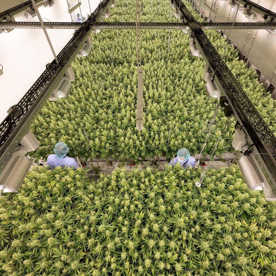 Auf Wachstumskurs: Beim deutschen Hersteller Demecan sprießt medizinisches Cannabis unter streng kontrollierten Bedingungen