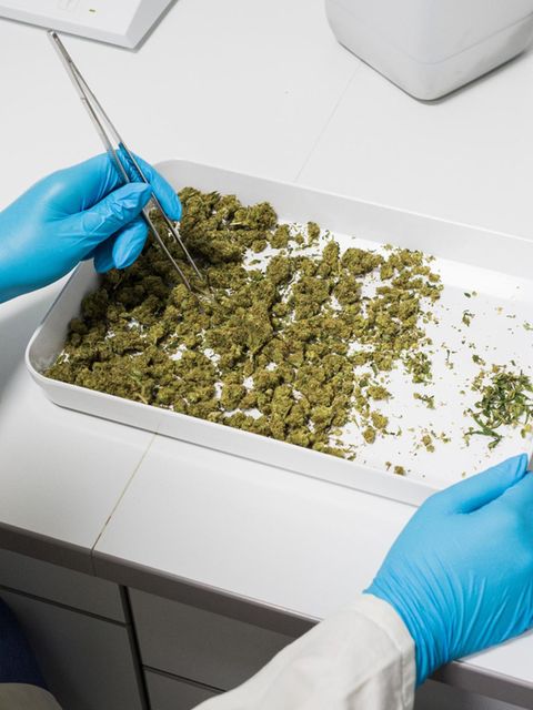 Qualitätskontrolle: Großer Vorteil von medizinischem Cannabis: Die Stärke des Wirkstoffs lässt sich genauer dosieren. Bei einem deutschen Arzneimittelhersteller wird das angelieferte Cannabis untersucht und gewogen