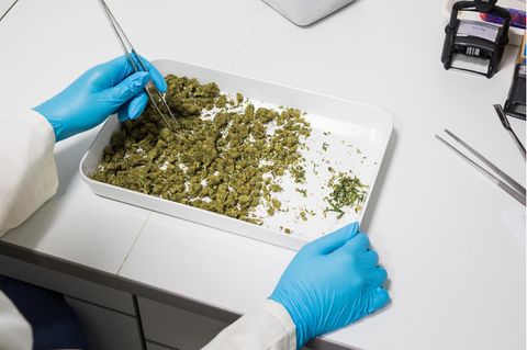 Qualitätskontrolle: Großer Vorteil von medizinischem Cannabis: Die Stärke des Wirkstoffs lässt sich genauer dosieren. Bei einem deutschen Arzneimittelhersteller wird das angelieferte Cannabis untersucht und gewogen