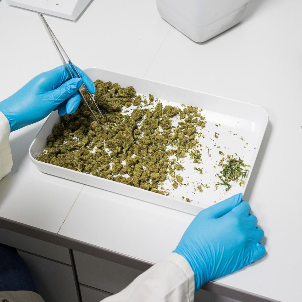 Qualitätskontrolle: Großer Vorteil von medizinischem Cannabis: Die Stärke des Wirkstoffs lässt sich genauer dosieren. Bei einem deutschen Arzneimittelhersteller wird das angelieferte Cannabis untersucht und gewogen