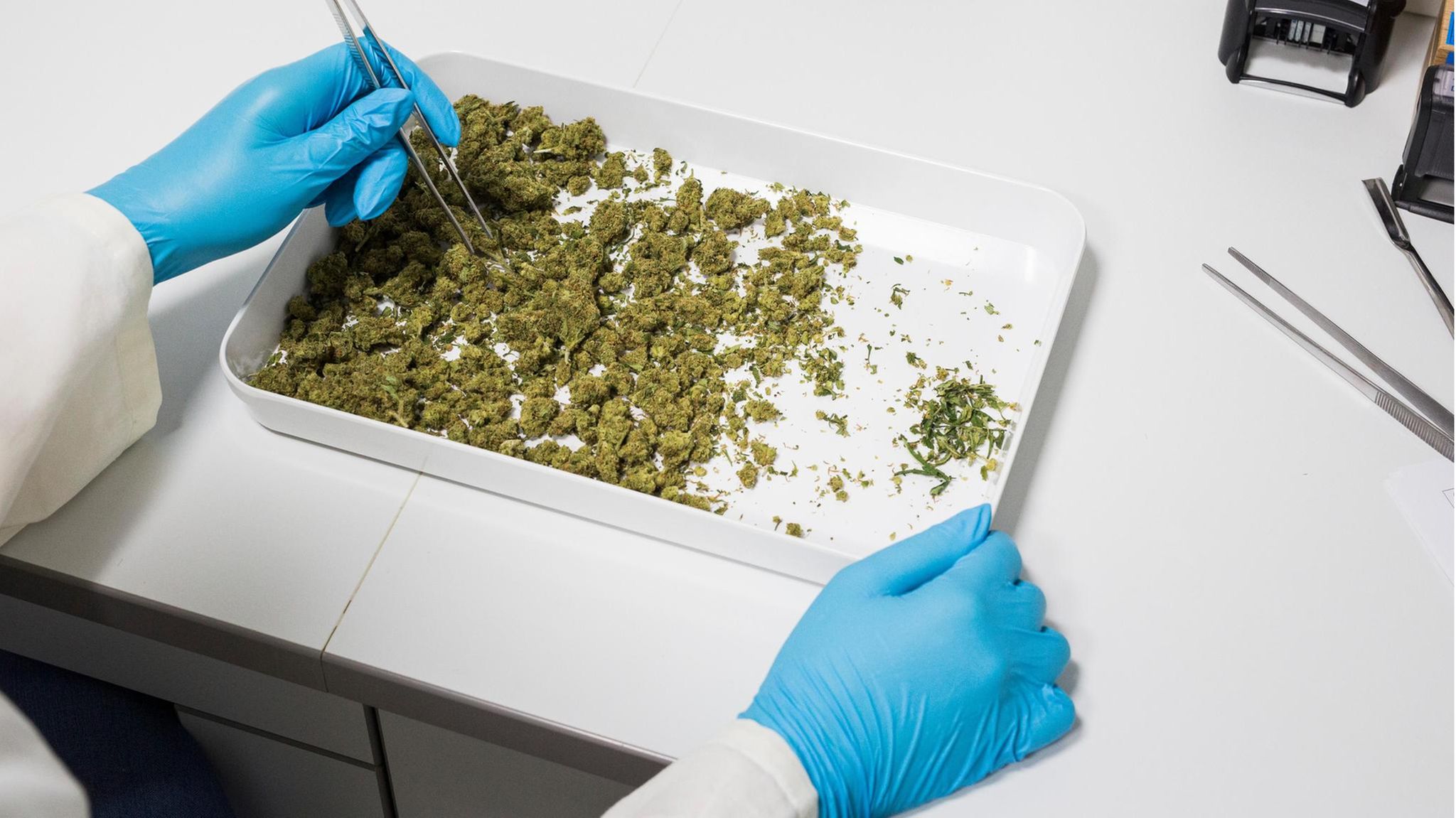 Qualitätskontrolle: Großer Vorteil von medizinischem Cannabis: Die Stärke des Wirkstoffs lässt sich genauer dosieren. Bei einem deutschen Arzneimittelhersteller wird das angelieferte Cannabis untersucht und gewogen