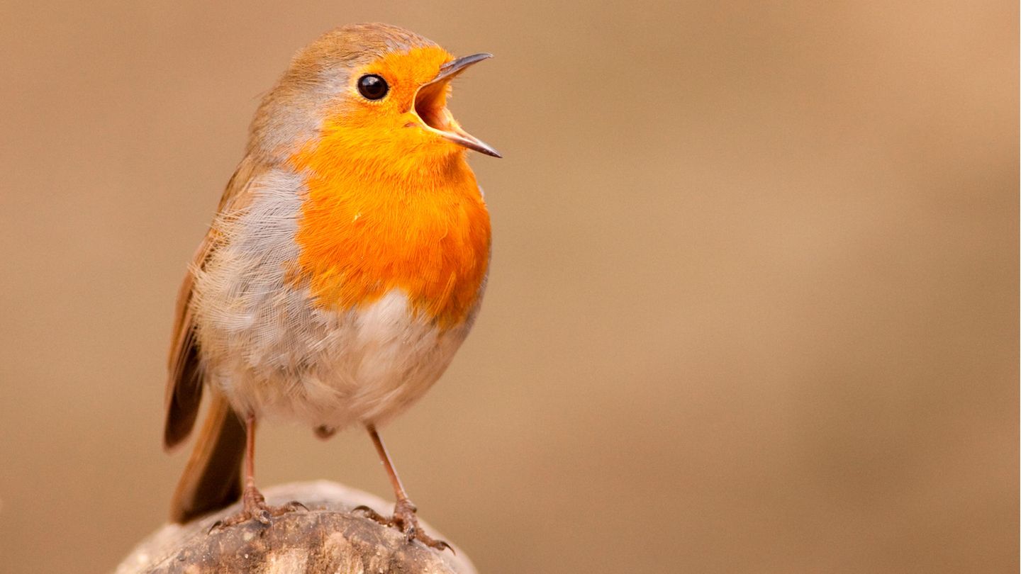 Das Rotkehlchen gehört zu den Gartenvögeln, die auch im Winter ihre Stimme hören lassen