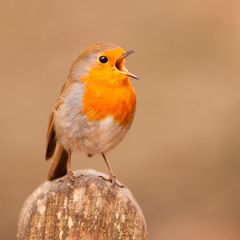 Das Rotkehlchen gehört zu den Gartenvögeln, die auch im Winter ihre Stimme hören lassen
