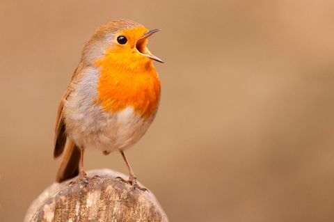 Das Rotkehlchen gehört zu den Gartenvögeln, die auch im Winter ihre Stimme hören lassen