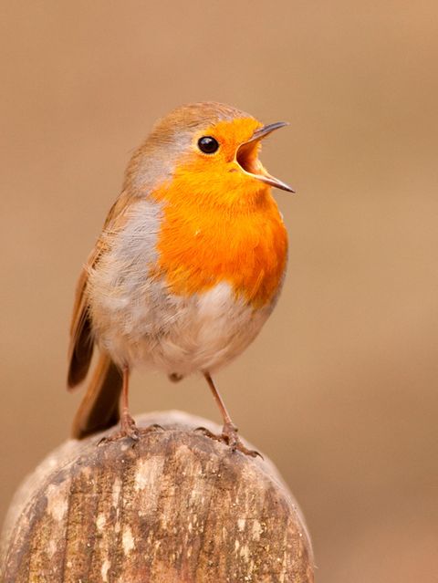 Das Rotkehlchen gehört zu den Gartenvögeln, die auch im Winter ihre Stimme hören lassen