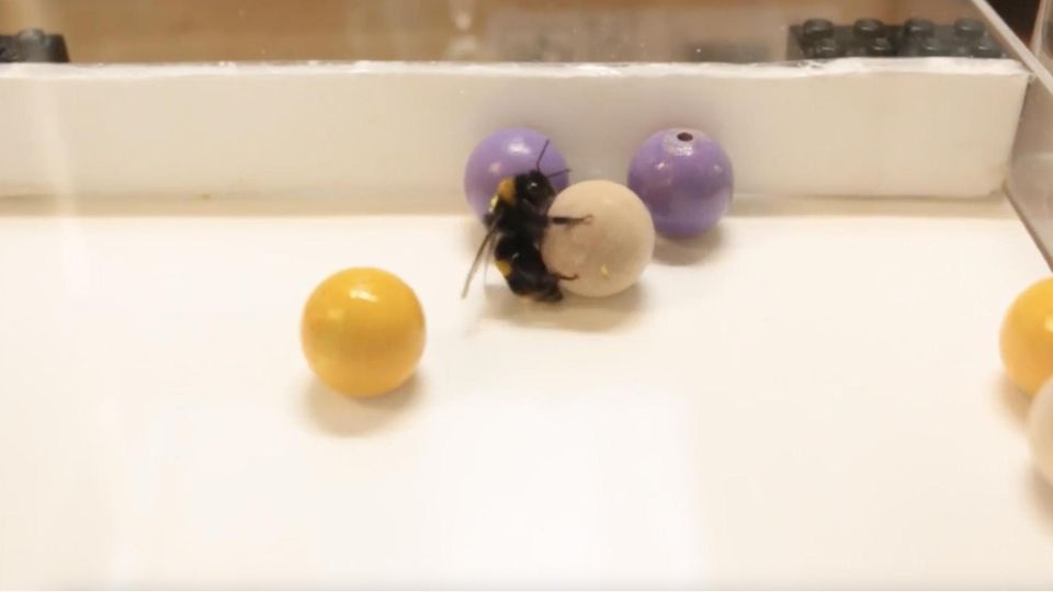 Verspielte Hummeln: Forschende beobachten zum ersten Mal Spielverhalten bei Insekten