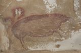 Höhlenmalerei des Warzenschweins von Sulawesi
