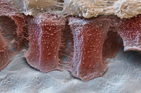 Auf einem embryonalen Zahn (weiß) zeigen sich Ameloblasten (rot). Sie sind Säulen, in Form und Funktion, denn diese Zellen bauen den Zahnschmelz auf. Allerdings nur zweimal im Leben: bei den Milch- und den bleibenden Zähnen. Die Zellen verkürzen sich, je größer der Zahn wird, und verschwinden, bevor er durchs Zahnfleisch bricht. Der Schmelz verändert sich dann zeitlebens nicht mehr wesentlich. Und kitten kann ihn nur der Arzt