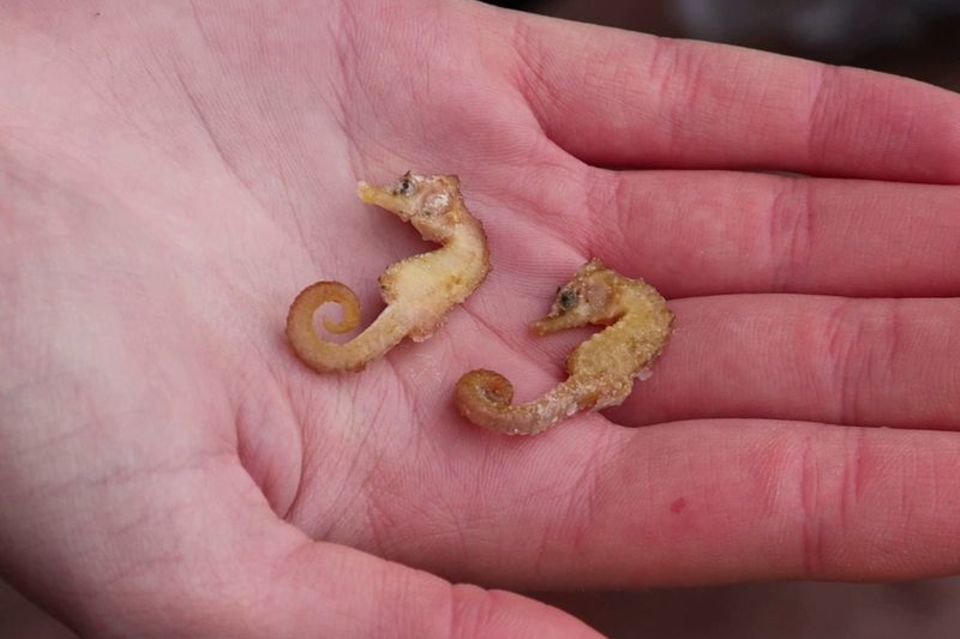 Zwei leblose Kurzschnäuzige Seepferdchen ("Hippocampus hippocampus")