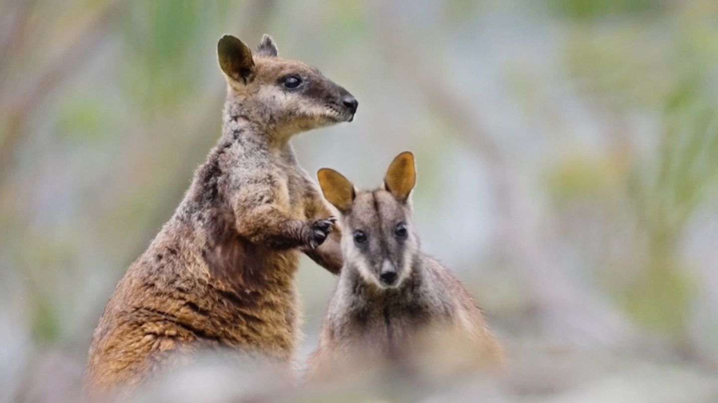 Bürstenschwanz-Felskängurus (Petrogale penicillata) im Mongo Valley Wildlife Sanctuary.  Die Beuteltiere werden vor allem wegen des Verlusts ihres natürlichen Lebensraums mittlerweile von der Weltnaturschutzunion "IUCN" als "gefährdet" eingestuft.